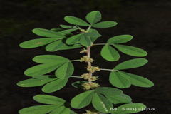 Indigofera glandulosa